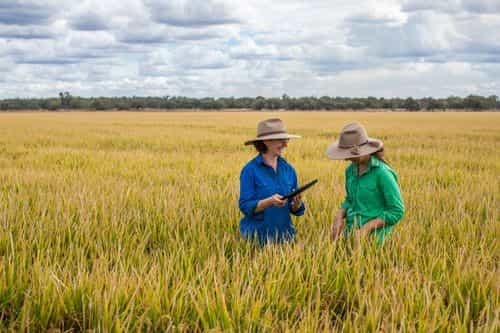 $1.8 Million Secured to Support Climate-Smart Rice Farming Image